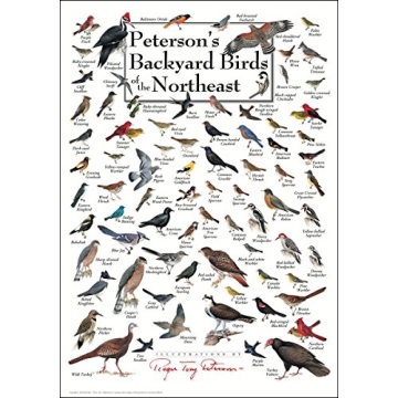 Northeastern Bird Identification Poster - Stunning Guide