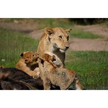 Sony 70-350mm Telephoto Zoom Lens for Sony E-mount Cameras