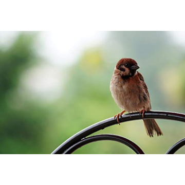 Sony 70-350mm Telephoto Zoom Lens for Sony E-mount Cameras