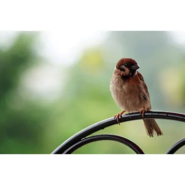 Sony 70-350mm Telephoto Zoom Lens for Sony E-mount Cameras