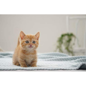 Sony 70-350mm Telephoto Zoom Lens for Sony E-mount Cameras