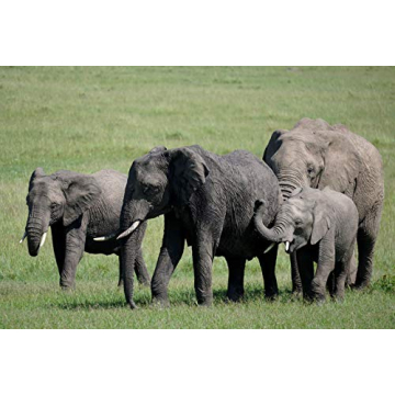 Sony 70-350mm Telephoto Zoom Lens for Sony E-mount Cameras