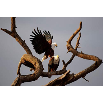 Sony 70-350mm Telephoto Zoom Lens for Sony E-mount Cameras