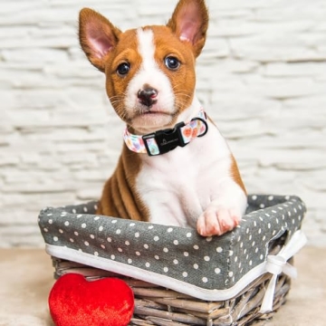 Valentine's Day Dog Collar for All Sizes and Occasions