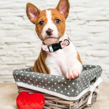 Valentine's Day Dog Collar for All Sizes and Occasions