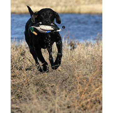 Avery EZ Bird Mallard Training Dummy - Waterproof and Durable