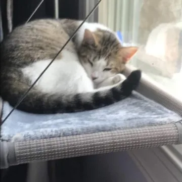 PEFUNY Cat Window Hammock - Space Saving Cat Seat
