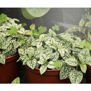 Miracle LED Hydroponic Ultra Grow Lite - Full Spectrum Indoor Plant Light Bulb (2 Pack)