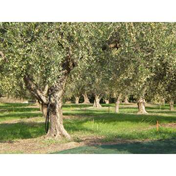 Laconiko Ultra Premium Extra Virgin Olive Oil ǀ #4 RANKED TOP KORONEIKI IN WORLD ǀ 714 POLYPHENOLS ǀ MADE IN GREECE ǀ 2024 GOLD MEDAL AWARD WINNING NYIOOC ǀ GMO FREE ǀ KOSHER (PLAIN 12.7OZ)