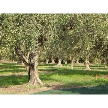 Laconiko Ultra Premium Extra Virgin Olive Oil ǀ #4 RANKED TOP KORONEIKI IN WORLD ǀ 714 POLYPHENOLS ǀ MADE IN GREECE ǀ 2024 GOLD MEDAL AWARD WINNING NYIOOC ǀ GMO FREE ǀ KOSHER (PLAIN 12.7OZ)