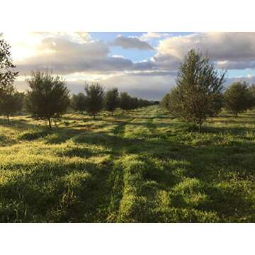 Laconiko Ultra Premium Extra Virgin Olive Oil ǀ #4 RANKED TOP KORONEIKI IN WORLD ǀ 714 POLYPHENOLS ǀ MADE IN GREECE ǀ 2024 GOLD MEDAL AWARD WINNING NYIOOC ǀ GMO FREE ǀ KOSHER (PLAIN 12.7OZ)