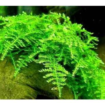 Buy Christmas Moss Vesicularia Montagne - Freshwater Plant