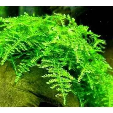 Buy Christmas Moss Vesicularia Montagne - Freshwater Plant