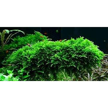 Buy Christmas Moss Vesicularia Montagne - Freshwater Plant