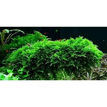 Buy Christmas Moss Vesicularia Montagne - Freshwater Plant