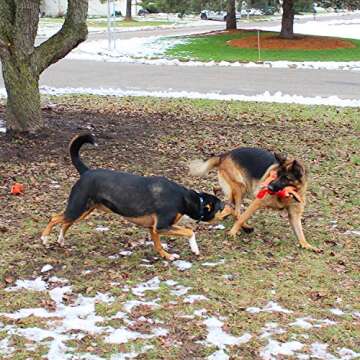 Jalousie 5 Pack Value Bundle Dog Toys Assortment Dog Plush Toys Dog Squeaky Toys Assortment Puppy Pet Mutt Dog Toy Dog Squeak Toy for Small Medium Large Dogs