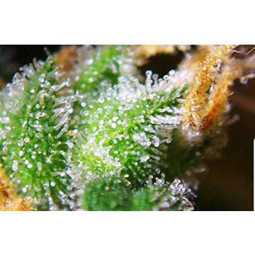 3 in 1 HD Camera Phone Lens Attachment for All Phones