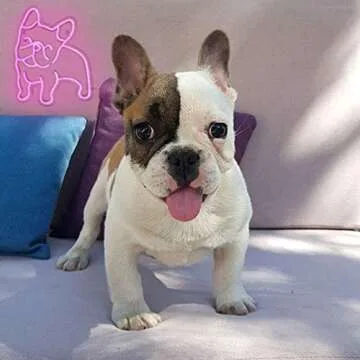 French Bulldog Neon Sign for Wall Decor Cute Puppy Pink LED Neon Dog Night Light USB Operated Frenchie Gifts Pet Shop Business Sign Bedroom Wall Party Bull Dogs Gifts (Pink)