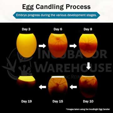 Incubator Warehouse Incu-Bright™ Ultra Bright LED Egg Candler - Portable Light for All Egg Sizes - Identifies Developing and Non-Developing Eggs - Safe for Poultry and Reptiles - Model 1102