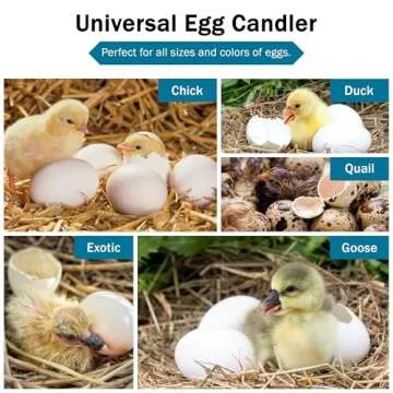 Incubator Warehouse Incu-Bright™ Ultra Bright LED Egg Candler - Portable Light for All Egg Sizes - Identifies Developing and Non-Developing Eggs - Safe for Poultry and Reptiles - Model 1102