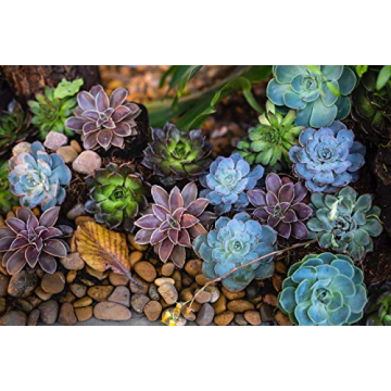 Succulent Gardening Tool Set for Plant Lovers