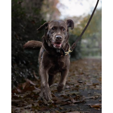 Durable FAIRWIN Leather Dog Leash for All Breeds 6ft