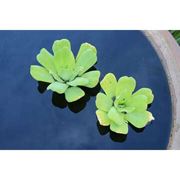 Water Lettuce - Floating Live Pond Plant