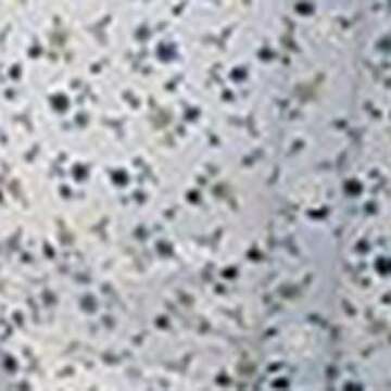 Chloefairy Floral Print Long Sleeve Jumpsuit for Women