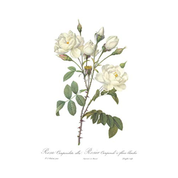 Vintage Botanical Prints Floral Decor Set of 3