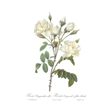 Vintage Botanical Prints Floral Decor Set of 3