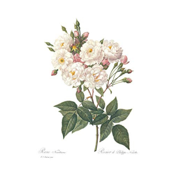 Vintage Botanical Prints Floral Decor Set of 3