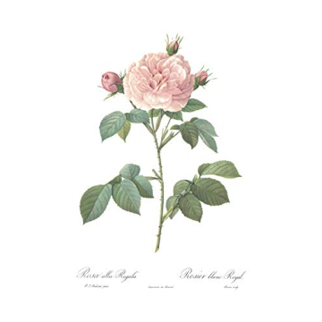 Vintage Botanical Prints Floral Decor Set of 3