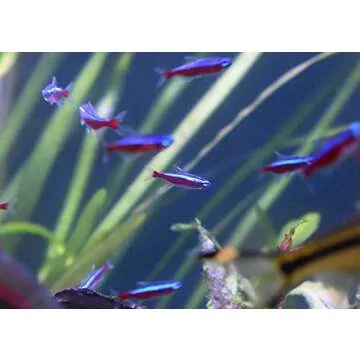 Seachem Stability Fish Tank Stabilizer - For Freshwater and Marine Aquariums, 16.9 Fl Oz (Pack of 1)