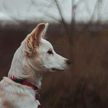 Call My Mom Before She Freaks Out! - Unique Pet Id Tag - Dog Tag - Cat Tag (Small Keyring)