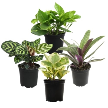 Essential Houseplant Collection (4PK) Live Plants Indoor Plants Live Houseplants in Plant Pots, Easy...