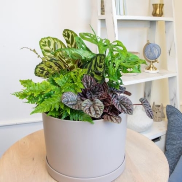 Essential Houseplant Collection Live Plants Easy Care Gifts