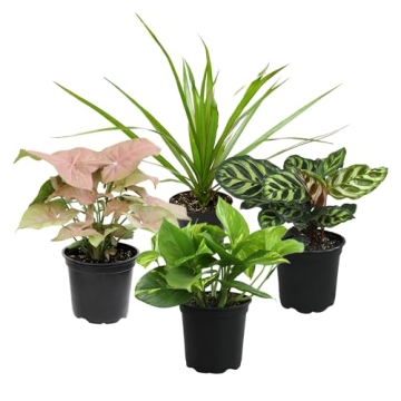 Essential Houseplant Collection Live Plants Easy Care Gifts
