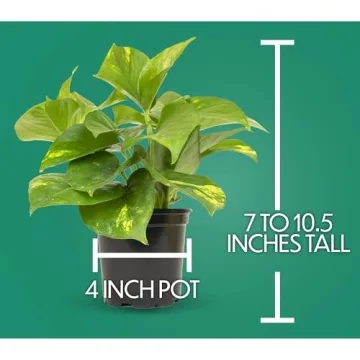 Essential Houseplant Collection Live Plants Easy Care Gifts