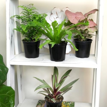 Essential Houseplant Collection Live Plants Easy Care Gifts