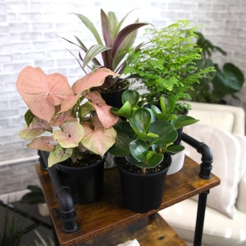 Essential Houseplant Collection Live Plants Easy Care Gifts