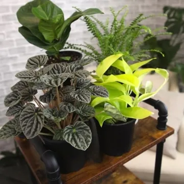 Essential Houseplant Collection Live Plants Easy Care Gifts