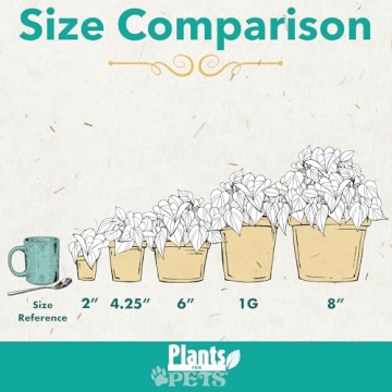 Essential Houseplant Collection Live Plants Easy Care Gifts