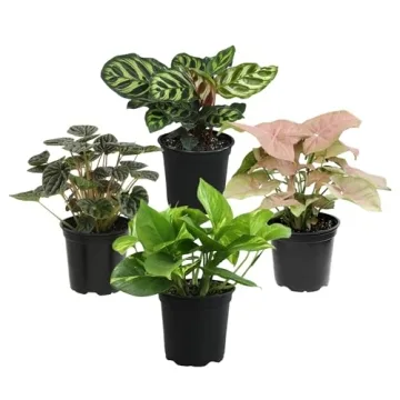 Essential Houseplant Collection Live Plants Easy Care Gifts