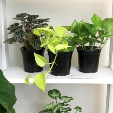 Essential Houseplant Collection Live Plants Easy Care Gifts