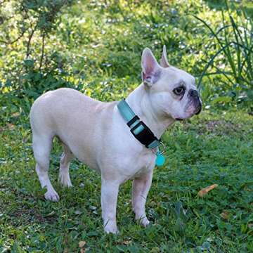 Ladoogo Reflective Dog Collar with Bonus Leash - Comfortable & Durable