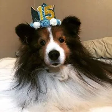 PET SHOW Blue Crown Dog Birthday Party Hat for Boys Male Pets Birthday Party Cat Headband Hats with Figures 0-9 Charms with Glue Party Accessories Pack of 1