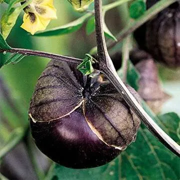 Seeds of Change Organic Purple Tomatillo Seeds for Gardening