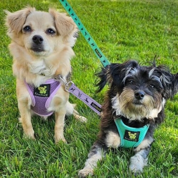 EcoBark Teacup Dog Harness - Lightweight Mesh for Small Dogs