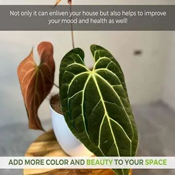 Anthurium Besseae by LEAL PLANTS ECUADOR Live Plants| Green Live House Plant for Indoors|Rare and Exotic Indoor Plants for Living Room|Anthuriums Live Plants |Besseae Heart Plant