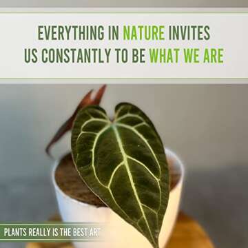 Anthurium Besseae by LEAL PLANTS ECUADOR Live Plants| Green Live House Plant for Indoors|Rare and Exotic Indoor Plants for Living Room|Anthuriums Live Plants |Besseae Heart Plant